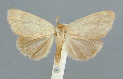 /filer/webapps/moths/media/images/O/orientalis_Lopiena_HT_RMCA.jpg