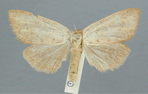 /filer/webapps/moths/media/images/O/orientalis_Lopiena_PT_RMCA.jpg