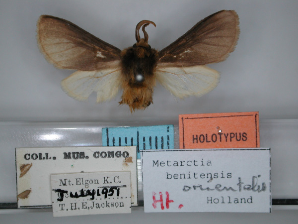 /filer/webapps/moths/media/images/O/orientalis_Metarctia_HT_RMCA_01.jpg
