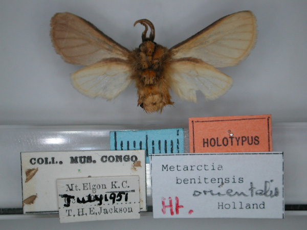 /filer/webapps/moths/media/images/O/orientalis_Metarctia_HT_RMCA_02.jpg