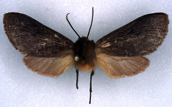 /filer/webapps/moths/media/images/O/orientalis_Metarctia_NAT_RMCA_01.jpg