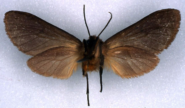 /filer/webapps/moths/media/images/O/orientalis_Metarctia_NAT_RMCA_02.jpg