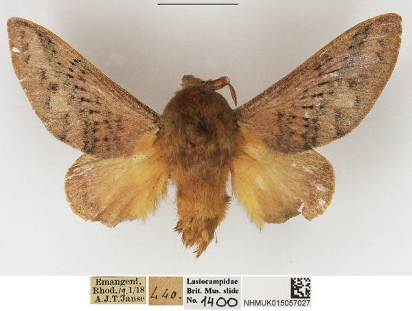/filer/webapps/moths/media/images/O/orientalis_Pallastica_AM_NHMUK_01.jpg