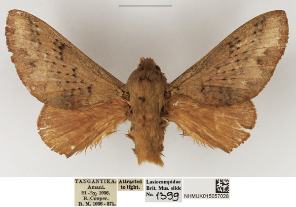 /filer/webapps/moths/media/images/O/orientalis_Pallastica_AM_NHMUK_02.jpg