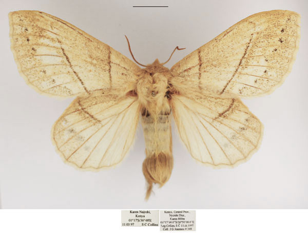 /filer/webapps/moths/media/images/O/orientalis_Philotherma_AF_TMSA.jpg