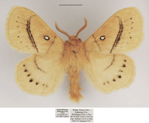 /filer/webapps/moths/media/images/O/orientalis_Philotherma_AM_TMSA.jpg