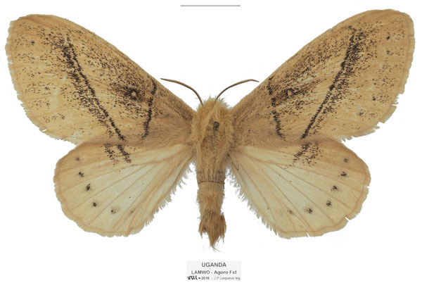 /filer/webapps/moths/media/images/O/orientalis_Philotherma_AT_Basquina.jpg