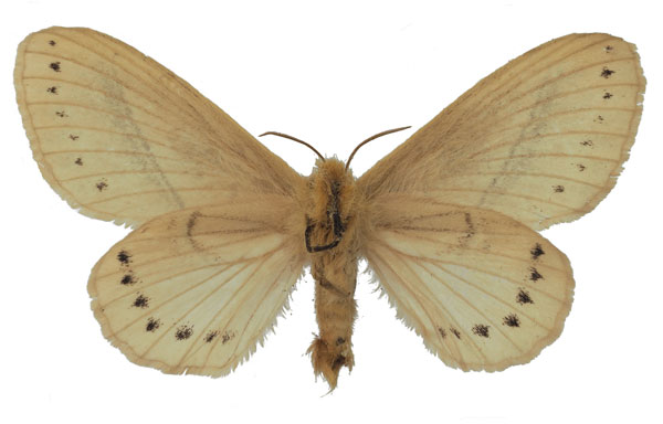 /filer/webapps/moths/media/images/O/orientalis_Philotherma_AT_Basquinb.jpg