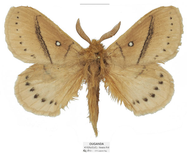 /filer/webapps/moths/media/images/O/orientalis_Philotherma_HT_Basquina.jpg