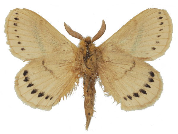 /filer/webapps/moths/media/images/O/orientalis_Philotherma_HT_Basquinb.jpg