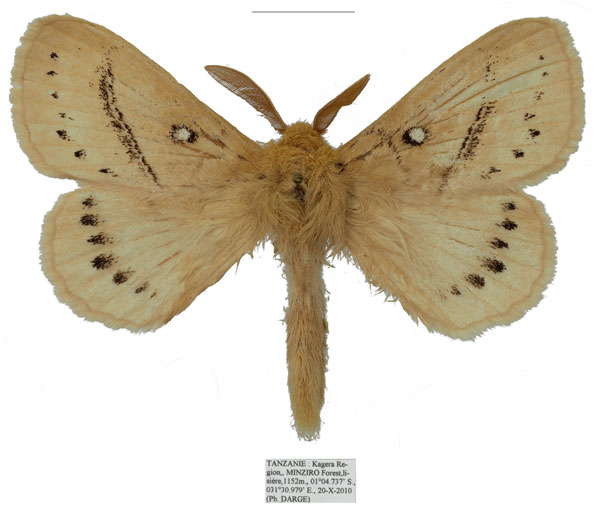 /filer/webapps/moths/media/images/O/orientalis_Philotherma_PTM_Basquin.jpg