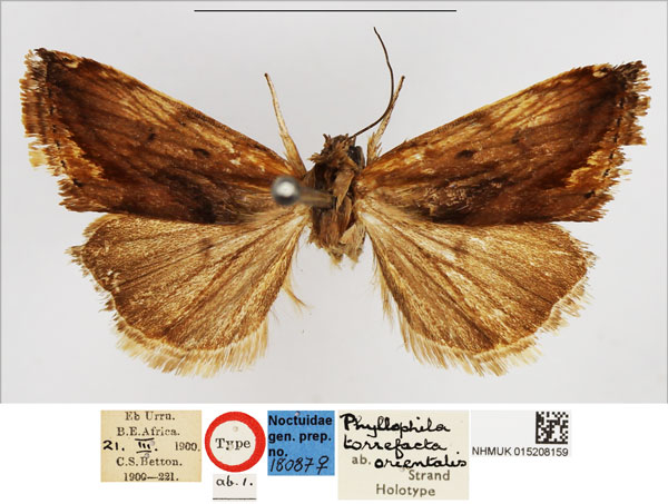 /filer/webapps/moths/media/images/O/orientalis_Phyllophila_HT_NHMUK.jpg