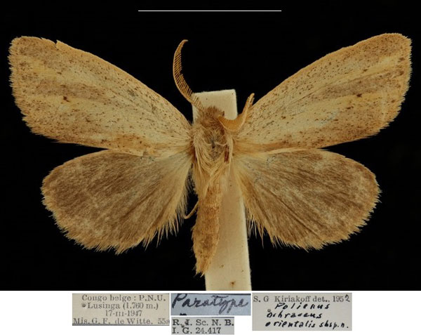 /filer/webapps/moths/media/images/O/orientalis_Polienus_PTM_RBINS.jpg