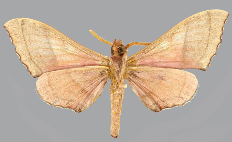 /filer/webapps/moths/media/images/O/orientalis_Polyptychus_HT_CMNHb.jpg