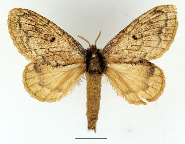 /filer/webapps/moths/media/images/O/orientalis_Rhaphipeza_AM_Basquin_02.jpg