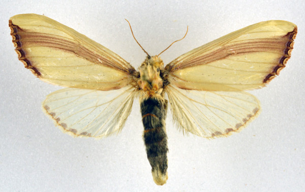 /filer/webapps/moths/media/images/O/orientalis_Rigema_AF_NHMO.jpg