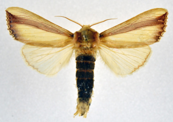 /filer/webapps/moths/media/images/O/orientalis_Rigema_AM_NHMO.jpg