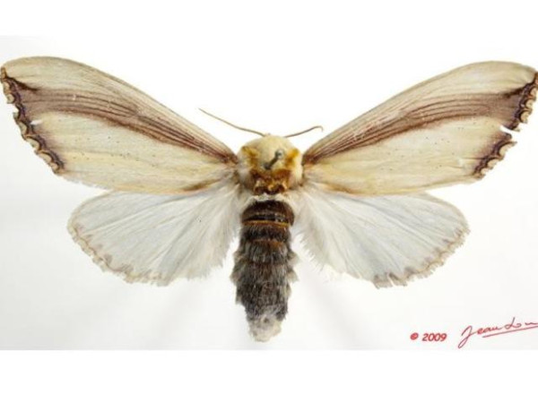 /filer/webapps/moths/media/images/O/orientalis_Rigema_A_Alberta_01.jpg