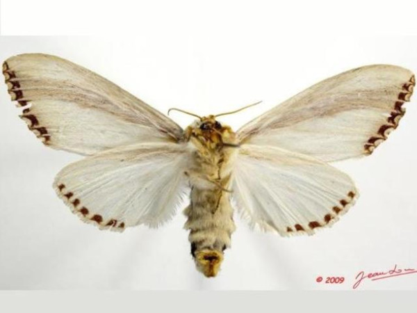 /filer/webapps/moths/media/images/O/orientalis_Rigema_A_Albertb_01.jpg