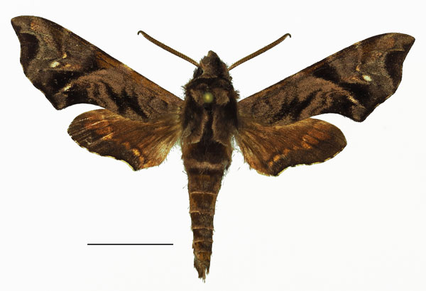 /filer/webapps/moths/media/images/O/orientalis_Temnora_AM_Basquina.jpg