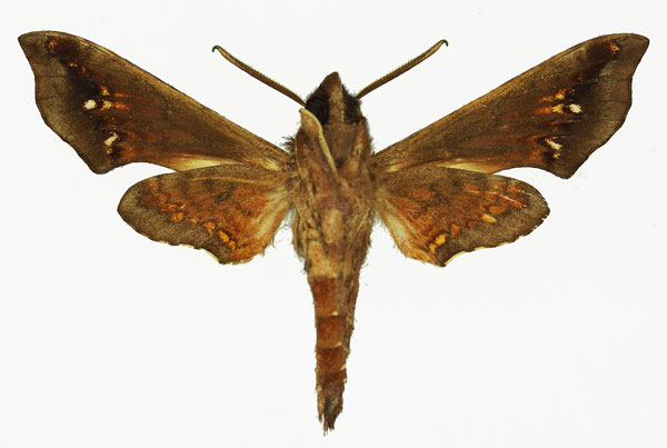 /filer/webapps/moths/media/images/O/orientalis_Temnora_AM_Basquinb.jpg