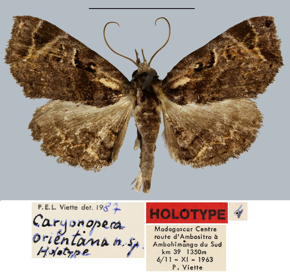 /filer/webapps/moths/media/images/O/orientana_Caryonopera_HT_MNHN.jpg