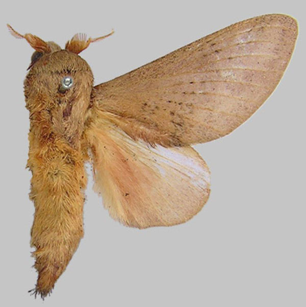 /filer/webapps/moths/media/images/O/orientis_Pachypasa_HT_MfN.jpg