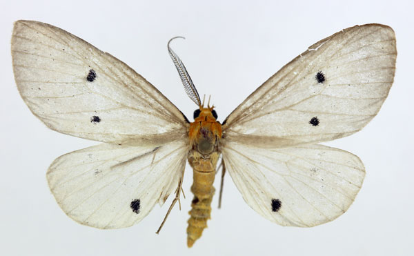 /filer/webapps/moths/media/images/O/orientis_Soloella_AM_ISEA.jpg