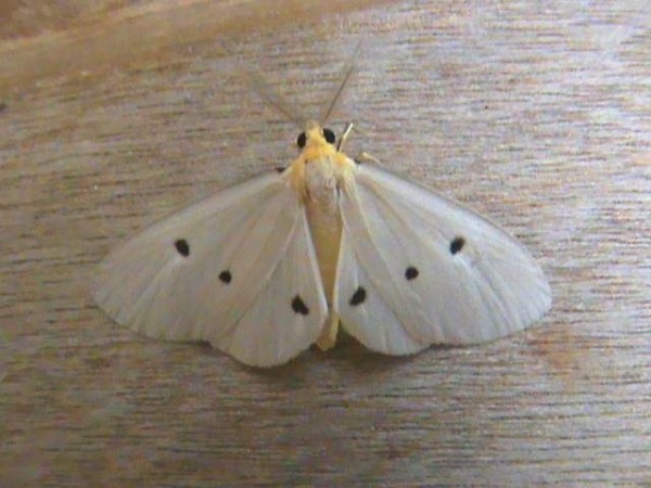 /filer/webapps/moths/media/images/O/orientis_Soloella_A_Guyonneta_01.jpg