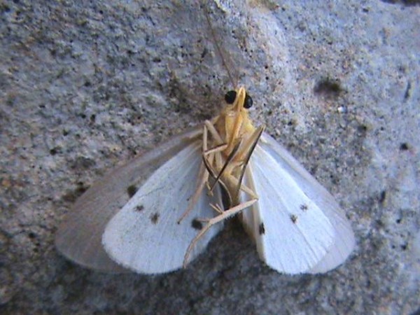 /filer/webapps/moths/media/images/O/orientis_Soloella_A_Guyonnetb_01.jpg