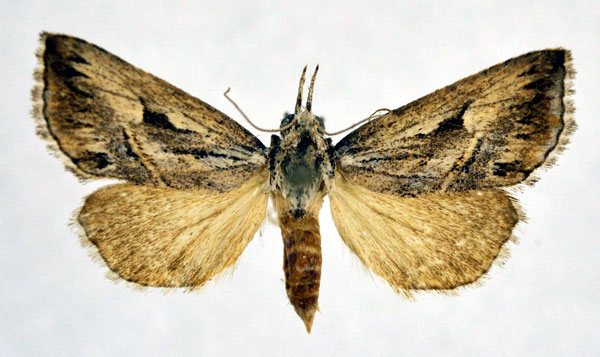 /filer/webapps/moths/media/images/O/orientis_Zekelita_A_NHMO.jpg