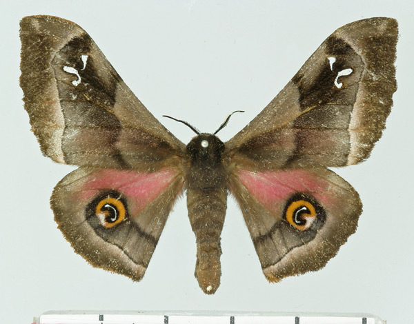 /filer/webapps/moths/media/images/O/orinoptena_Ludia_AF_Basquin.jpg