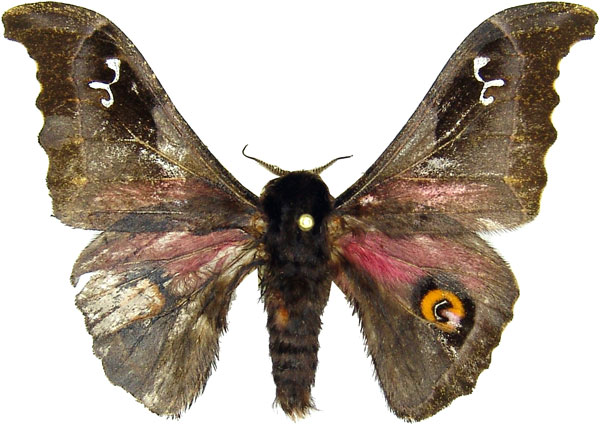 /filer/webapps/moths/media/images/O/orinoptena_Ludia_AM_MCJM.jpg