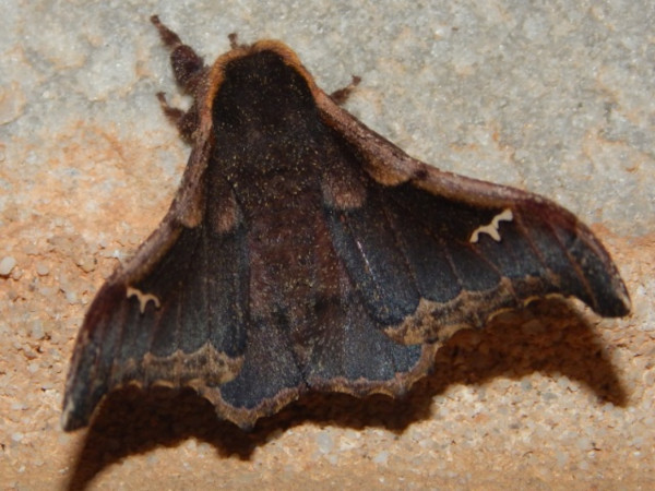 /filer/webapps/moths/media/images/O/orinoptera_limbobrunnea_Ludia_A_Grobler.jpg