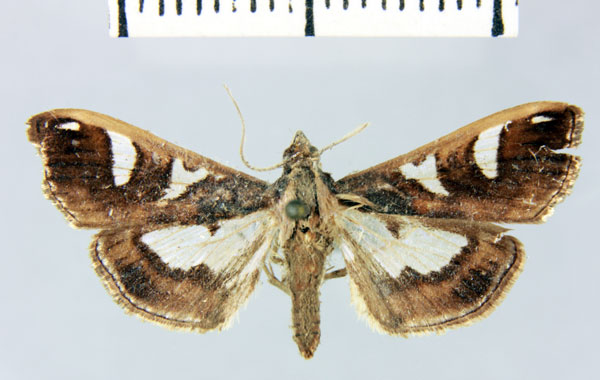 /filer/webapps/moths/media/images/O/oriolalis_Diaphania_HT_MNHN.jpg