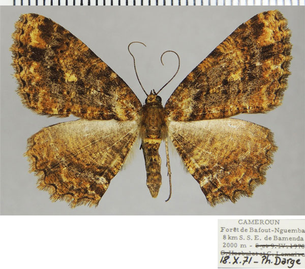 /filer/webapps/moths/media/images/O/oritropha_Darisodes_AF_ZSM.jpg