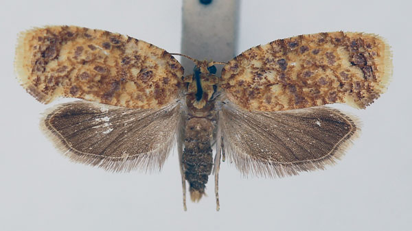 /filer/webapps/moths/media/images/O/ormoperla_Cornesia_AF_ISEA_01.jpg
