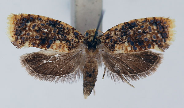 /filer/webapps/moths/media/images/O/ormoperla_Cornesia_AF_ISEA_02.jpg