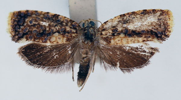 /filer/webapps/moths/media/images/O/ormoperla_Cornesia_AF_ISEA_03.jpg