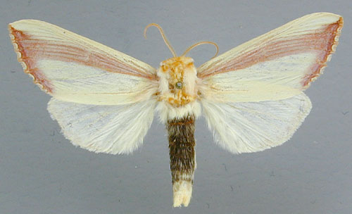/filer/webapps/moths/media/images/O/ornata_Antheua_A_RMCA_01.jpg