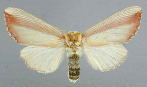 /filer/webapps/moths/media/images/O/ornata_Antheua_A_RMCA_02.jpg