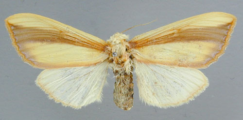 /filer/webapps/moths/media/images/O/ornata_Antheua_A_RMCA_03.jpg