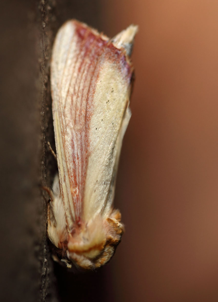 /filer/webapps/moths/media/images/O/ornata_Antheua_A_Voaden_01.jpg
