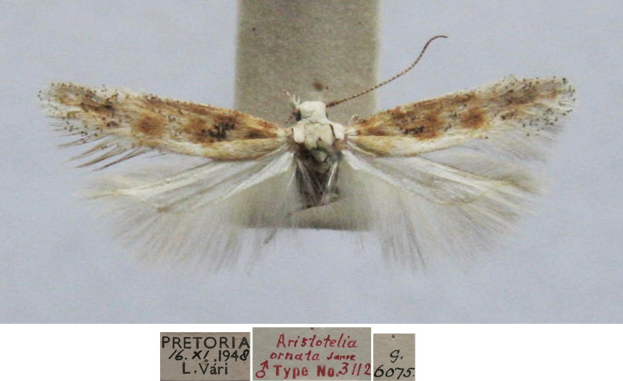 /filer/webapps/moths/media/images/O/ornata_Aristotelia_MHT_TMSA.jpg