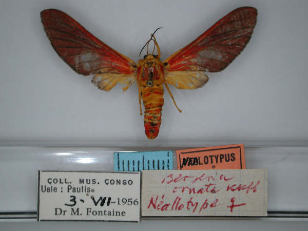 /filer/webapps/moths/media/images/O/ornata_Bergeria_NA_RMCA_01.jpg