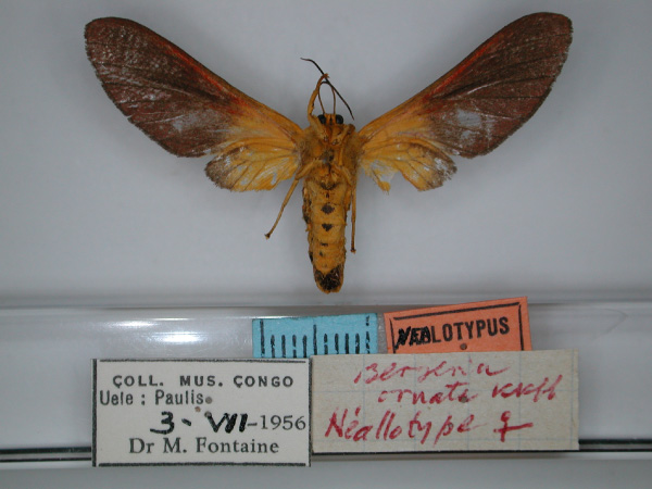 /filer/webapps/moths/media/images/O/ornata_Bergeria_NA_RMCA_02.jpg