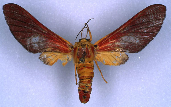 /filer/webapps/moths/media/images/O/ornata_Bergeria_NA_RMCA_03.jpg