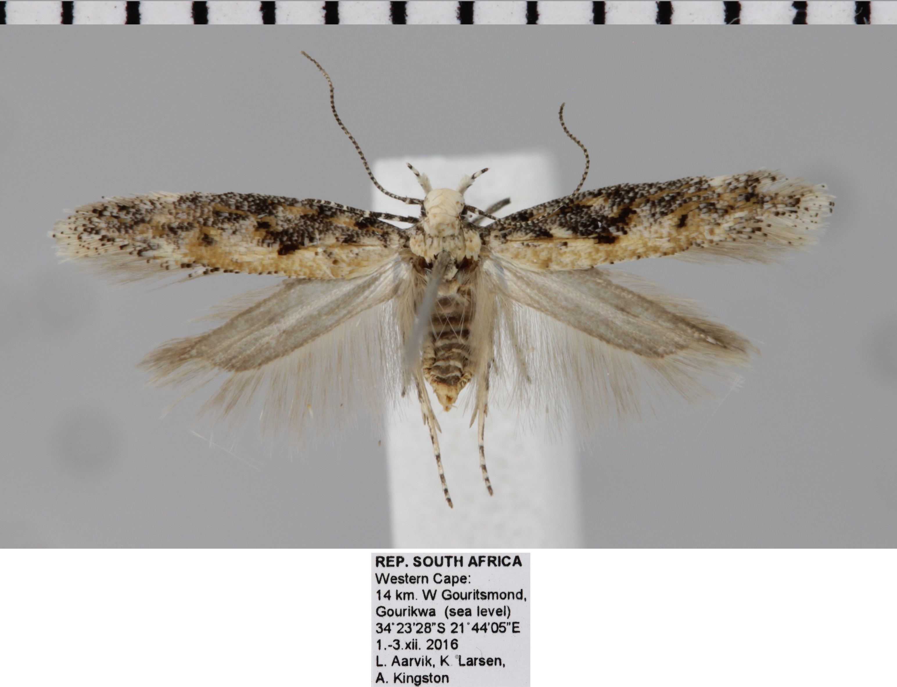 /filer/webapps/moths/media/images/O/ornata_Ephysteris_AF_NHMO.jpg