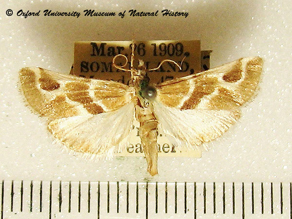 /filer/webapps/moths/media/images/O/ornata_Hypotia_AM_OUMNH_01.jpg