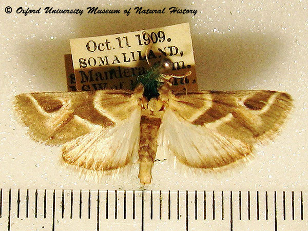 /filer/webapps/moths/media/images/O/ornata_Hypotia_AM_OUMNH_02.jpg